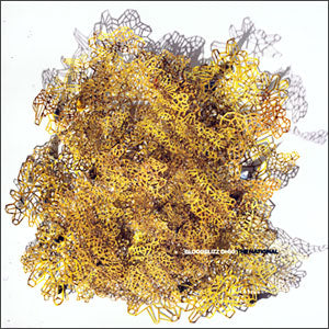 Bloodbuzz Ohio/ Sin-Eaters